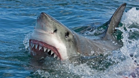 ЊУЈОРК ПОДИЖЕ ДРОНОВЕ: Прате ајкуле у близини плажа