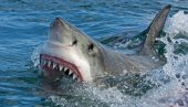 ЕПИЛОГ ДРАМЕ У ХЕРЦЕГ НОВОМ: Огласили се званичници, одговорили да ли је заиста била у питању ајкула у Јадрану