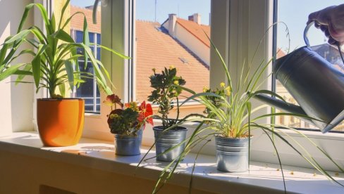 DONOSE RAZDOR I NESREĆU: Ove dve biljke ne treba držati u kući