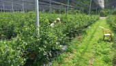 DNEVNO MOŽE DA SE ZARADI I DO 100 EVRA: Velika potražnja za beračima borovnica ove sezone - Po ubranom kilogramu plaća se 130 dinara