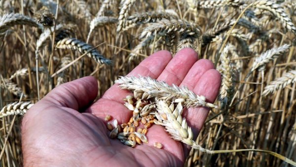 ПОПУЊАВАЈУ СЕ СКЛАДИШТА: Робне резерве купују до 50.000 тона пшенице