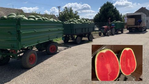 BOSTAN  SLADAK, A OTKUP  GORAK: U Deronjama kod Odžaka proizvođači lubenica strahuju da neće moći da pokriju ulaganja
