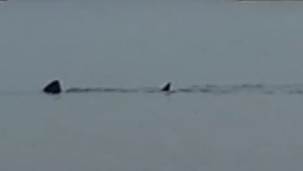 АЈКУЛА СНИМЉЕНА У ВЕЛШКОМ ЛЕТОВАЛИШТУ: Џиновски морски пас пливао у плиткој води