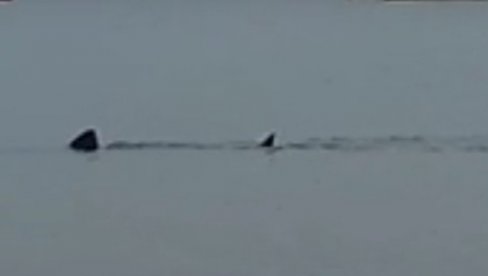 AJKULA SNIMLJENA U VELŠKOM LETOVALIŠTU: DŽinovski morski pas plivao u plitkoj vodi