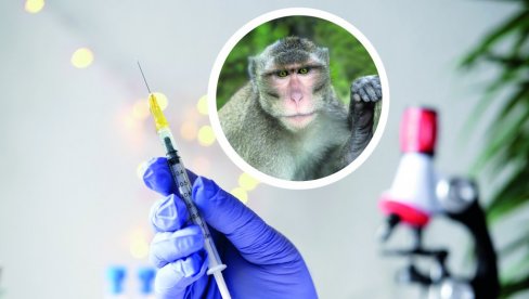 DIREKTOR KANCELARIJE SZO U SRBIJI: Majmunske boginje nisu bolest samo gej populacije