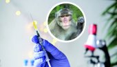 DIREKTOR KANCELARIJE SZO U SRBIJI: Majmunske boginje nisu bolest samo gej populacije