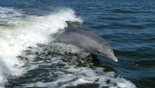 NAUČNICI SVE VIŠE OTKRIVAJU SLIČNOSTI: Majke delfina, kao i ljudi, tepaju svojim potomcima