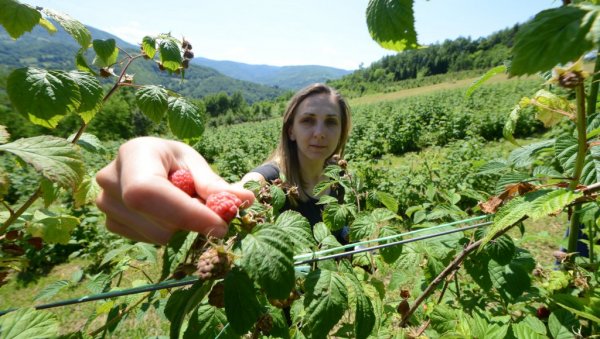 АРИЉСКА МАЛИНА САДА НАЈЈЕФТИНИЈА: Ове године берба црвеног злата у знаку неуједначених откупних цена