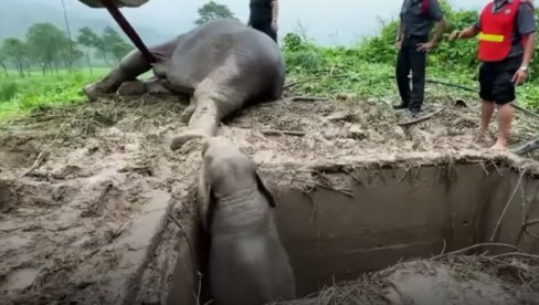 DRAMTIČNA AKCIJA SPASAVANJA: LJudi su pokušavali da osveste slonicu, slonče je očajno dozivalo majku! (VIDEO)