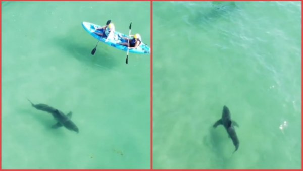 НЕВЕРОВАТАН СНИМАК: Били су на пет метара од ајкуле, а нису ни знали! (ВИДЕО)
