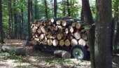 ЦЕНА ОГРЕВА ДУПЛО ВИША: У Војводину стижу све скупља дрва, али упркос поскупљењу потражња се не смањује