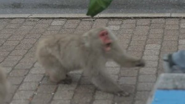 ДИВЉА ПОТЕРА У ЈАПАНУ: Мајмун напао 10 људи и нестао