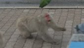 DIVLJA POTERA U JAPANU: Majmun napao 10 ljudi i nestao