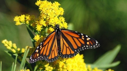 НА КОРАК ОД ИЗУМИРАЊА: Лептир монарх на листи угрожених врста