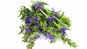 MILODUH I ZAČIN I LEK: Listi i cvet kod astme i kašlja, čuva želudac i organe za varenje
