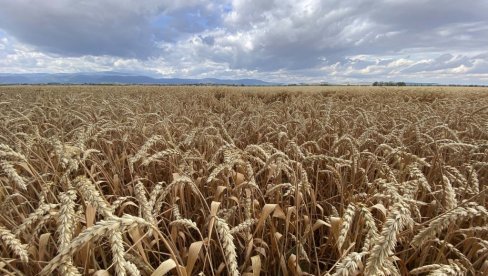 ZNATNO VIŠE U ODNOSU NA PROŠLU GODINU: U Srbiji u 2023. proizvedeno 3,4 miliona tona pšenice