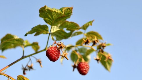 CRVENO ZLATO POD ZAŠTITOM DRŽAVE: Hoće li i cena biti veća?
