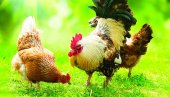 „One su van kontrole“: Jato divljih kokošaka maltretira selo