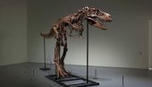 СТАР ЈЕ 77 МИЛИОНА ГОДИНА: Научници огорчени - На аукцији продат скелет диносауруса за шест милиона долара (ВИДЕО)