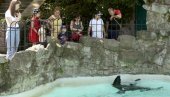 TVIGI JEDE LUBENICE, FOKAMA SE HLADI VODA: Reporteri Novosti tokom vrelog julskog dana obišli Zoološki vrt