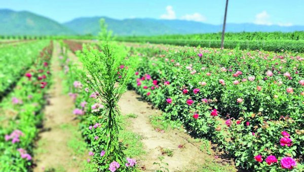 РУЖА РУМЕНА ЗА СРЕЋУ И ЗАРАДУ: У селу га и данас гледају чудно, али Дејан прави озбиљан посао од цвећа