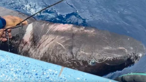 ПРОНАЂЕНА ХИЉАДАМА КИЛОМЕТАРА ДАЛЕКО ОД АРКТИЧКОГ ДОМА: Гренландска ајкула завршила у Карипском мору (ВИДЕО)