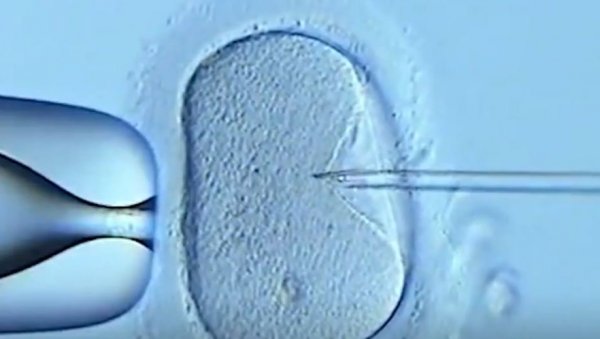 БЕЗ ЈАЈНЕ ЋЕЛИЈЕ, СПЕРМЕ И МАТЕРИЦЕ: Први пут у историји узгојени синтетички ембриони