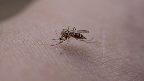 ZA SEDAM DANA GROZNICOM ZAPADNOG NILA ZARAŽENO OSMORO LJUDI: Još jedna osoba preminula od ujeda komarca u Srbiji