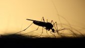 НАВАЛИЛИ И КУЋНИ КОМАРЦИ: Михољско лето измамило различите инсекте, међу којима и летеће крвопије