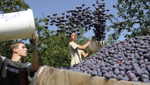 DVA MILIONA EVRA ZA 643 GAZDINSTVA: Grad Beograd pomaže poljoprivrednicima