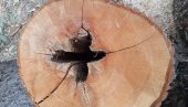 МИЛАН СА КОСОВА СЕКАО СТАБЛО И УГЛЕДАО КРСТ: Трећу годину за редом проналази исти симбол у сеченом дрвету (ФОТО)
