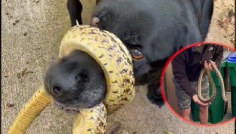 СНИМАК ЗА НЕВЕРИЦУ: Змија се обмотала псу око њушке - ево какав је био епилог окршаја (ВИДЕО)