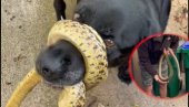 СНИМАК ЗА НЕВЕРИЦУ: Змија се обмотала псу око њушке - ево какав је био епилог окршаја (ВИДЕО)
