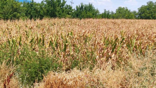 СУНЦЕ СПРЖИЛО ЗЛАТНО ЗРНО! Суша и врели дани уништили кукуруз у Банату на око 70 одсто ораница, ништа боље ни у остатку Војводине
