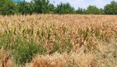 СУНЦЕ СПРЖИЛО ЗЛАТНО ЗРНО! Суша и врели дани уништили кукуруз у Банату на око 70 одсто ораница, ништа боље ни у остатку Војводине