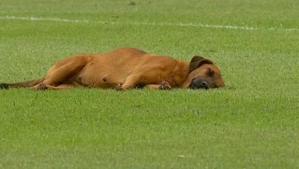 БИЗАРНО: Утакмица у Парагвају прекинута јер је пас заспао на терену (ВИДЕО)