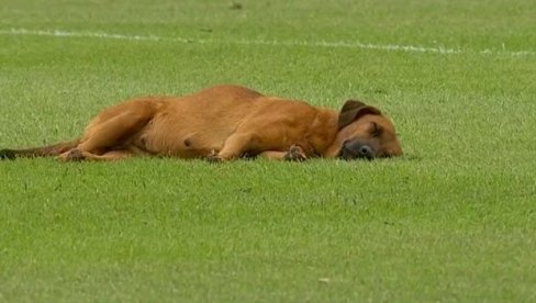 БИЗАРНО: Утакмица у Парагвају прекинута јер је пас заспао на терену (ВИДЕО)