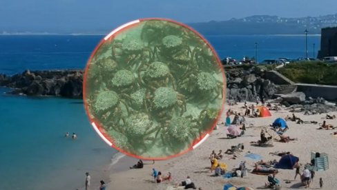 НАЈЕЗДА: Хиљаде ракова у плићаку растерали купаче са популарне плаже - призор као из филма страве