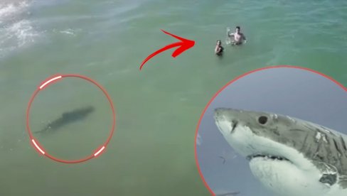 ЗАСТРАШУЈУЋИ СНИМАК: Ајкула се ближи купачима, они несвесни да је на неколико метара од њих - ево како се све завршило (ВИДЕО)