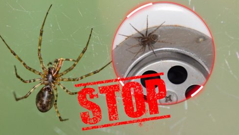 СТРУЧЊАЦИ САВЕТУЈУ: Нипошто не убијајте паука ако га видите у кући - постоји јак разлог