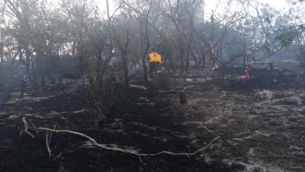 ОПОРАВИЋЕ СЕ ШУМА САМА: На Вршачким планинама у пожару изгорело 11 хектара углавном растиња и старих стабала