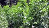 PLANTAŽE KANABISA SAMO NIČU: Policija Crne Gore otkriva zasade marihuane dok se čeka odgovor institucija