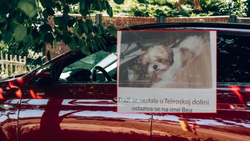 PRONAĐITE PSA I DOBIĆETE SKUPOCEN AUTOMOBIL: Nestao kućni ljubimac u Novom Sadu - vredna nagrada za pronalazača