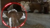 МАЛО-ВЕЛИКО ЧУДО У ТОПОЛИ: Крава Милица је херој - то се догађа једном у 10.000 случајева (ФОТО)