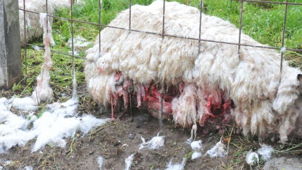 ПОКЛАНЕ ОВЦЕ: Штета у домаћинствима гледићког краја