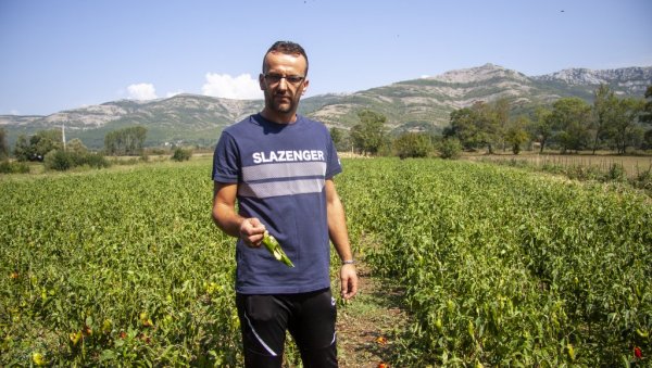 ОЛУЈА ОБРАЛА ПАПРИКЕ: Невреме погодило општину Берковићи и пољопривредницима нанело велику штету која износи пола милиона марака