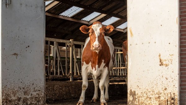 КРИЗА У ШПАНИЈИ: За годину дана затворено 120 фарми млека