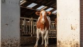 KRIZA U ŠPANIJI: Za godinu dana zatvoreno 120 farmi mleka