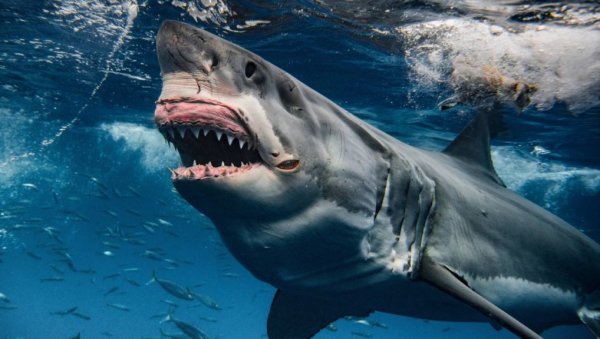 МИСТЕРИЈА НИ ПОСЛЕ 88 ГОДИНА НИЈЕ РЕШЕНА: Ајкула из акваријума испљунула руку пред ужаснутом публиком, а онда су почела хапшења