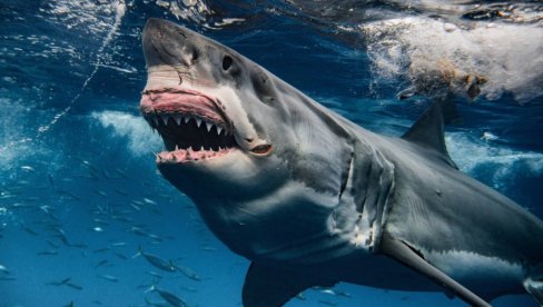 МИСТЕРИЈА НИ ПОСЛЕ 88 ГОДИНА НИЈЕ РЕШЕНА: Ајкула из акваријума испљунула руку пред ужаснутом публиком, а онда су почела хапшења